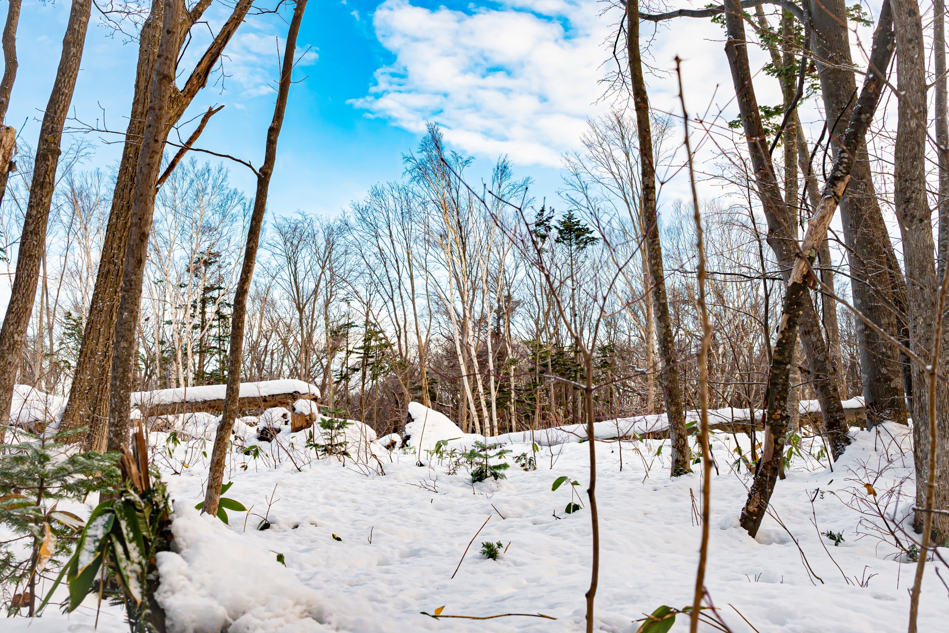 kitahiroshima 道立自然公園野幌森林公園