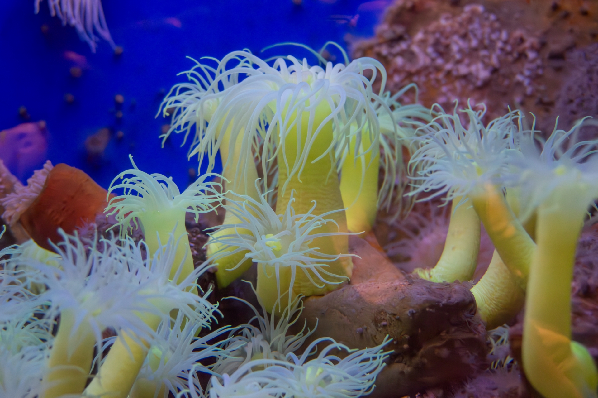 shirahama 京都大学白浜水族館