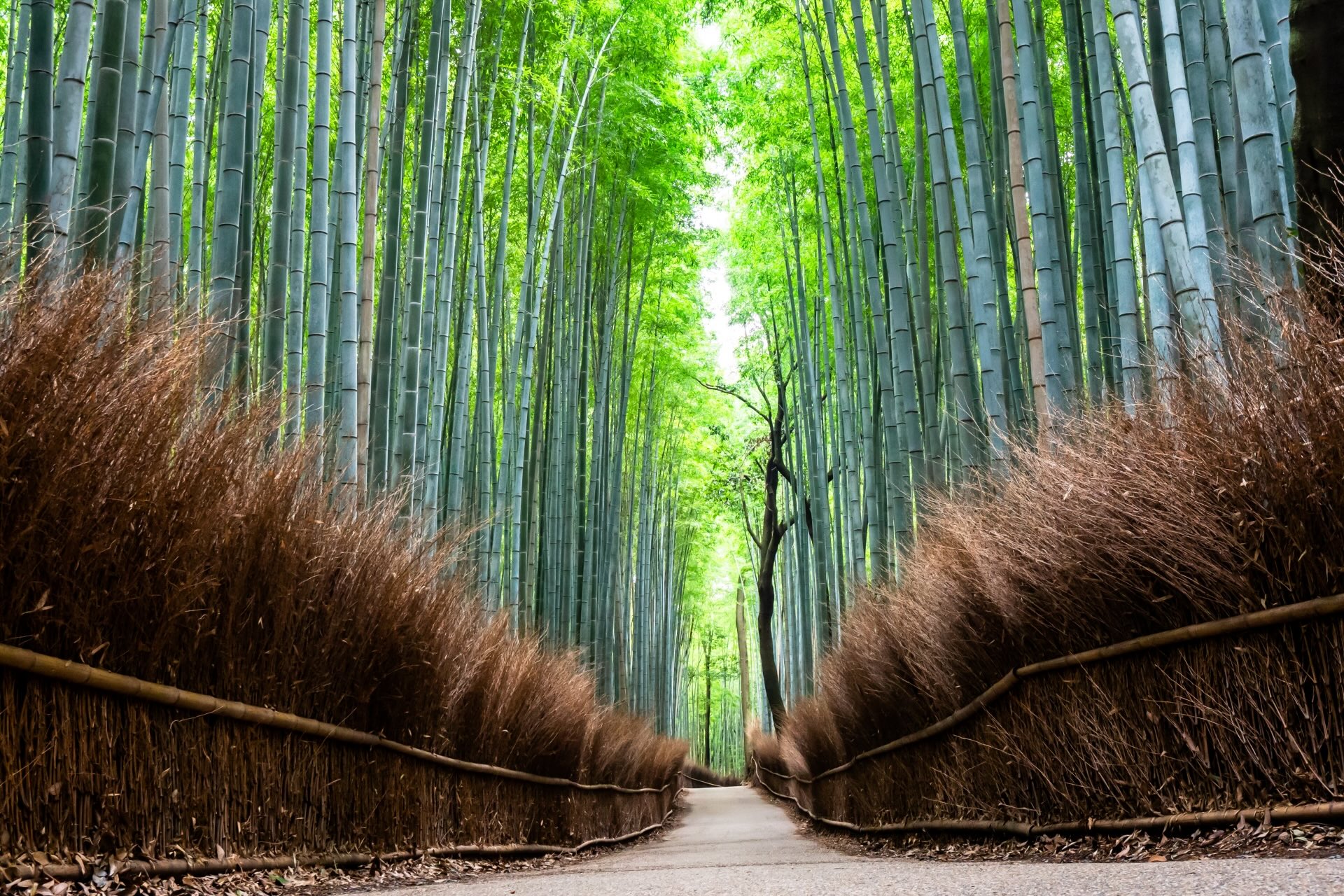 kyoto_arashiyama_bamboo