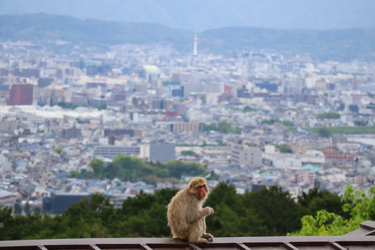 嵐山 嵐山モンキーパーク