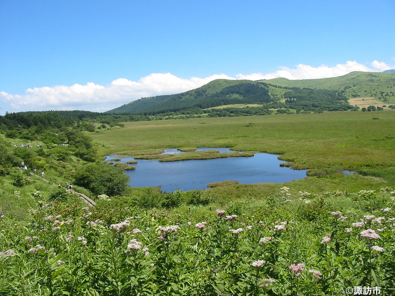 suwa 霧ヶ峰⾼原