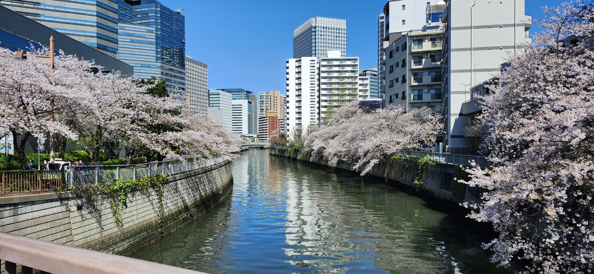 品川 目黒川の桜並木