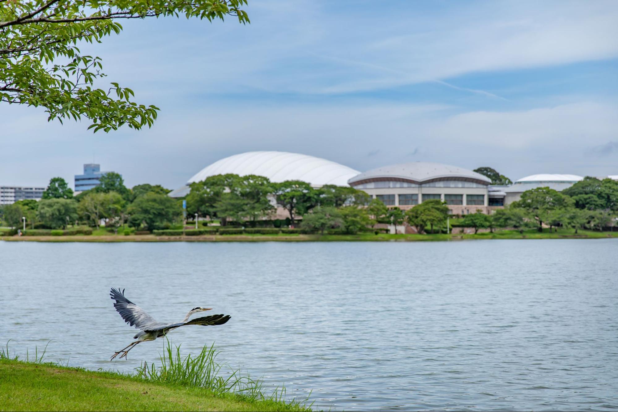 fukuoka_kayoicho_park